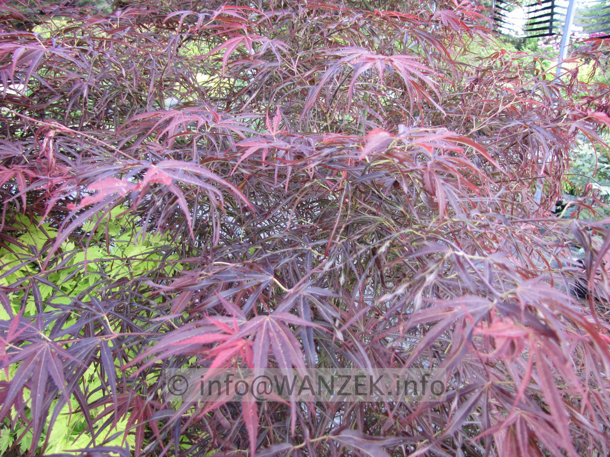 Acer palmatum Red Pygmy - Blattwerk.JPG